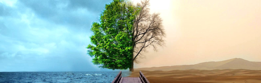 Tree duality